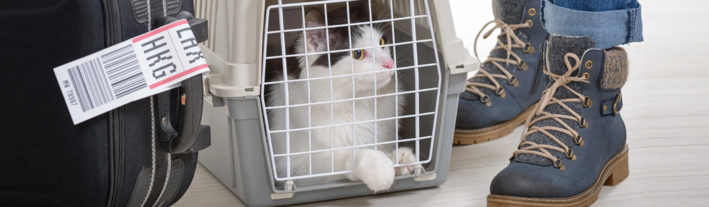 Cat in Carrier next to Owner and Suitcase
